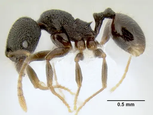 Stenamma ignotum - CASENT0605804