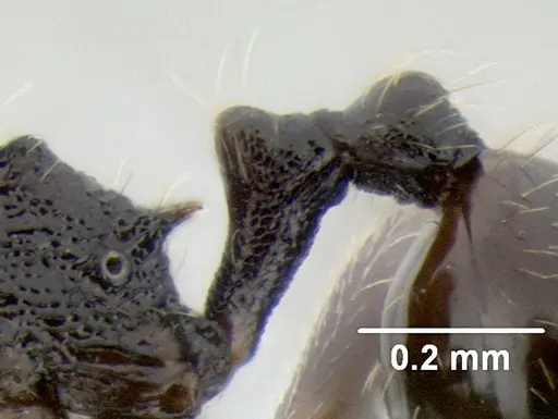 Stenamma ignotum - CASENT0605804