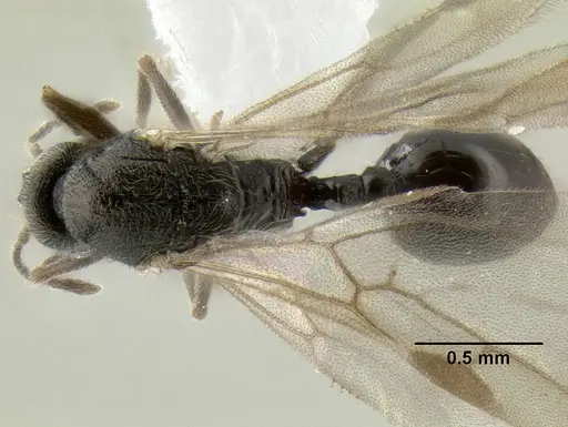 Stenamma ignotum - CASENT0607085