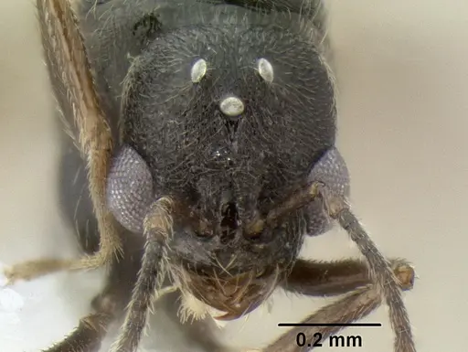 Stenamma ignotum - CASENT0607085