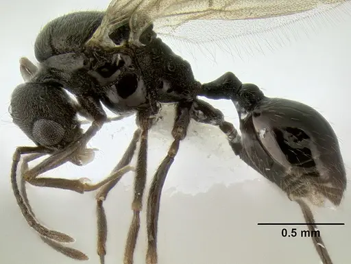 Stenamma ignotum - CASENT0607085