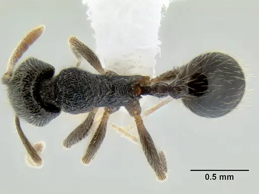 Stenamma ignotum - CASENT0620160