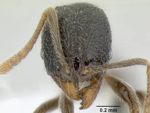 Stenamma ignotum - CASENT0620160