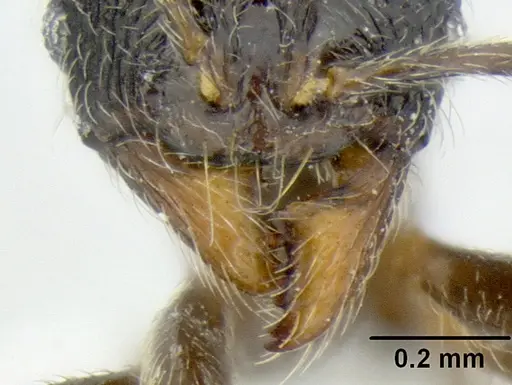 Stenamma ignotum - CASENT0620160