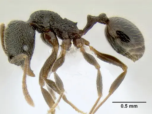 Stenamma ignotum - CASENT0620160