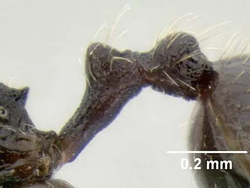 Stenamma ignotum - CASENT0620160