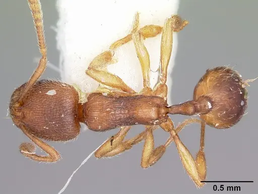 Stenamma impar specimen