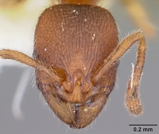 Stenamma impar specimen