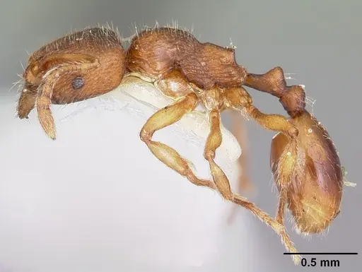 Stenamma impar specimen