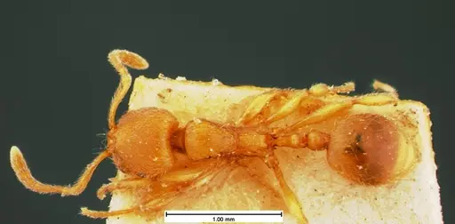 Stenamma impar - CASENT0105543