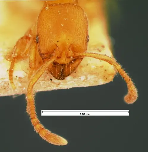 Stenamma impar - CASENT0105543