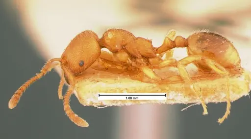 Stenamma impar - CASENT0105543