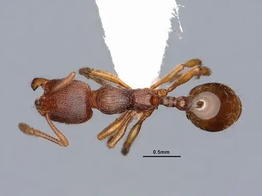 Stenamma impar - CASENT0884249