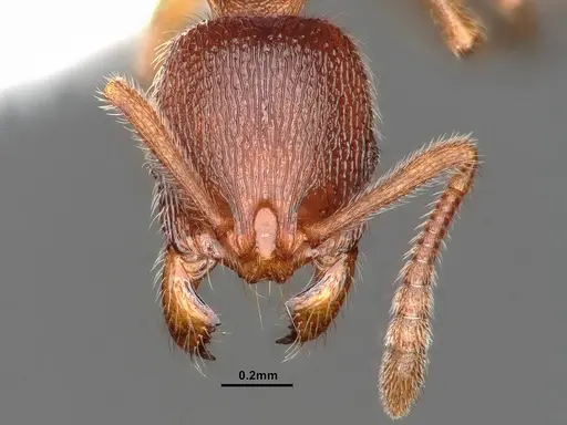 Stenamma impar - CASENT0884249