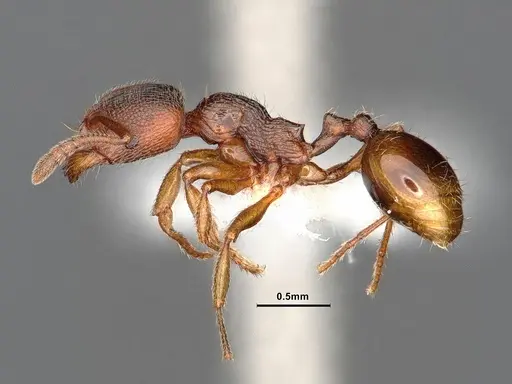 Stenamma impar - CASENT0884249