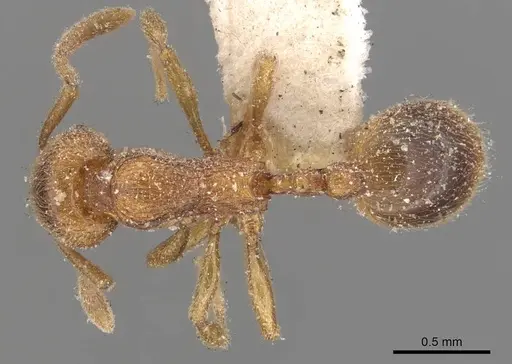 Stenamma impar - CASENT0907679