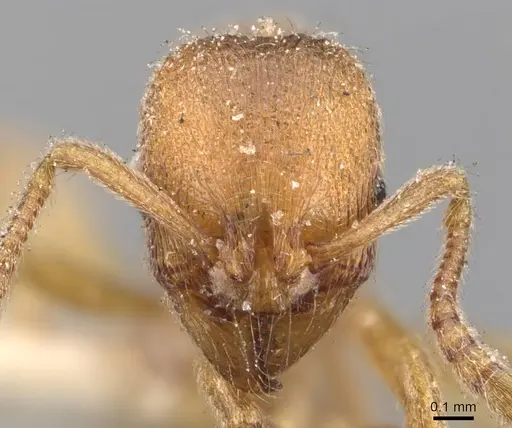 Stenamma impar - CASENT0907679