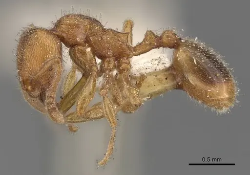 Stenamma impar - CASENT0907679