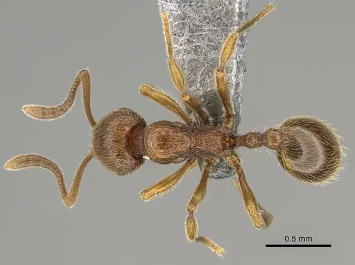 Stenamma impar - CASENT0923373