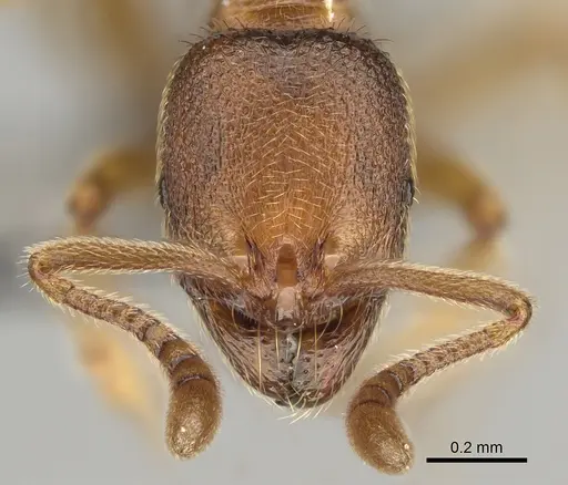 Stenamma impar - CASENT0923373