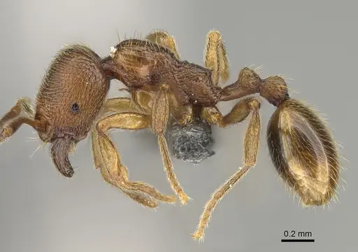 Stenamma impar - CASENT0923373