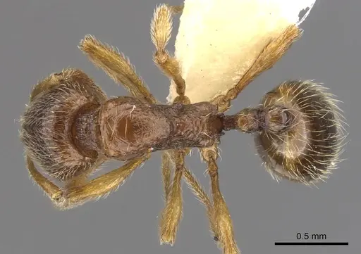 Stenamma jeriorum specimen