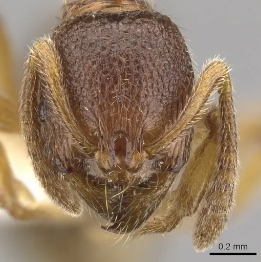 Stenamma jeriorum specimen