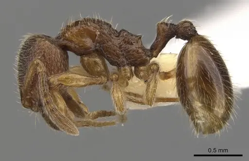 Stenamma jeriorum specimen