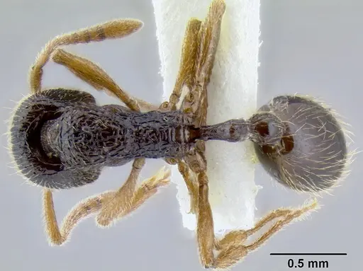 Stenamma jhitingriense specimen