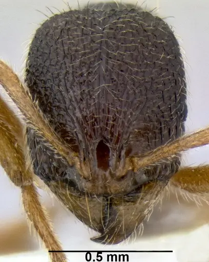 Stenamma jhitingriense specimen