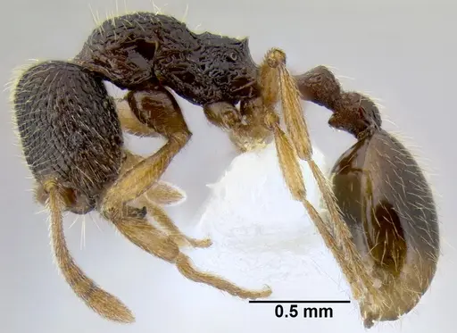 Stenamma jhitingriense specimen