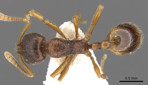 Stenamma kashmirense specimen