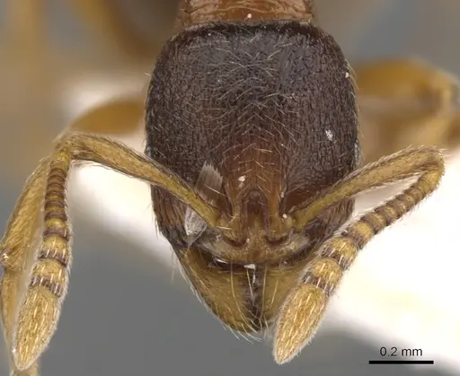 Stenamma kashmirense specimen