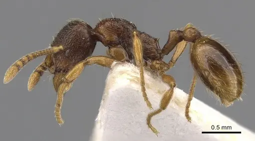 Stenamma kashmirense specimen