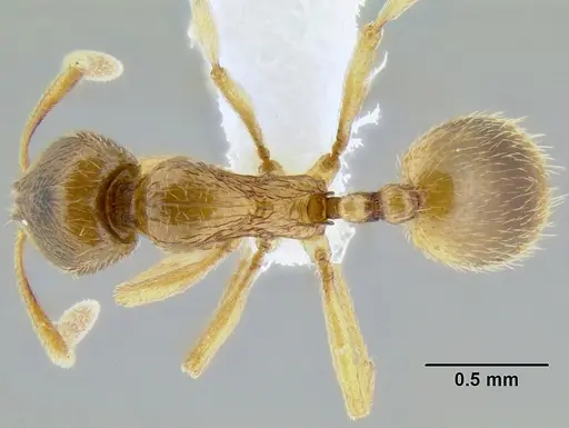 Stenamma lagunum specimen