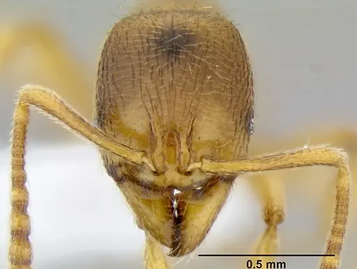 Stenamma lagunum specimen