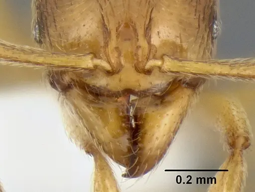 Stenamma lagunum specimen