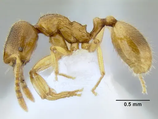 Stenamma lagunum - CASENT0622371