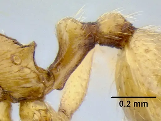 Stenamma lagunum - CASENT0622371