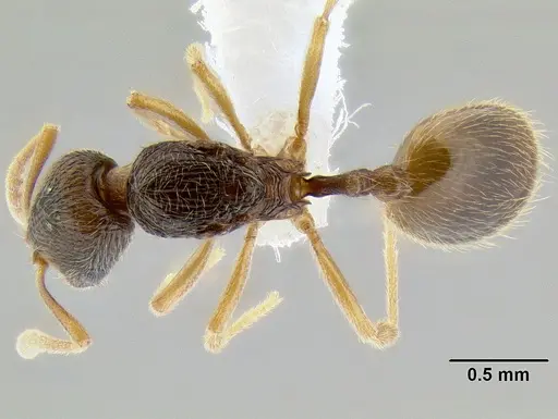 Stenamma lagunum - CASENT0622384