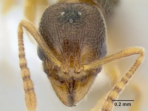 Stenamma lagunum - CASENT0622384