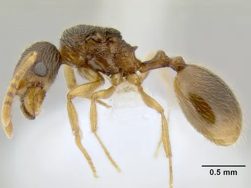 Stenamma lagunum - CASENT0622384