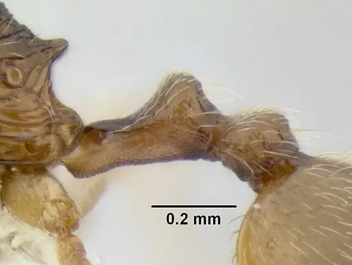 Stenamma lagunum - CASENT0622384