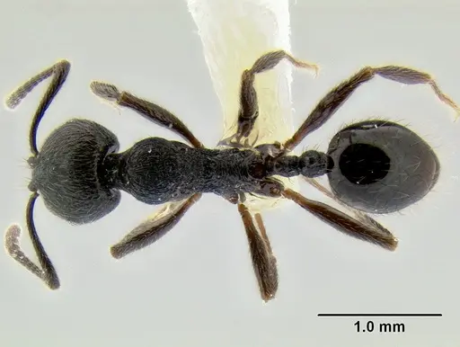 Stenamma leptospinum specimen