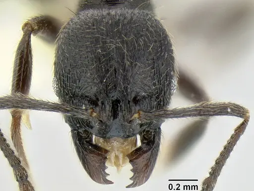 Stenamma leptospinum specimen