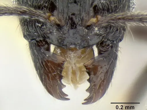 Stenamma leptospinum specimen