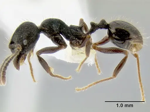 Stenamma leptospinum - CASENT0604354