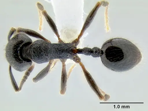 Stenamma leptospinum - CASENT0605530