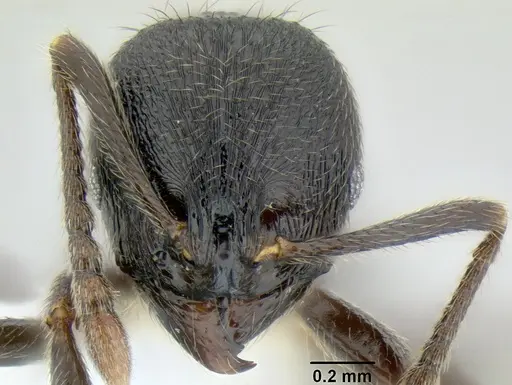 Stenamma leptospinum - CASENT0605530