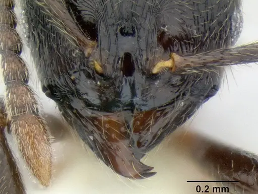 Stenamma leptospinum - CASENT0605530